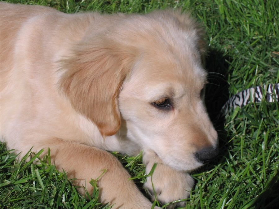 Filhote de golden retriever deitado na grama