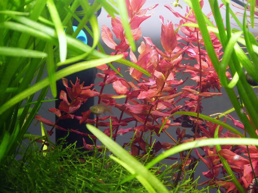 Aquário plantado com peixe entre folhagens